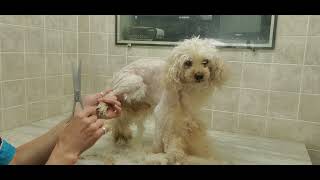 Senior Toy Poodle full grooming process, heavily matted, #7 blade, dog grooming, no restraints