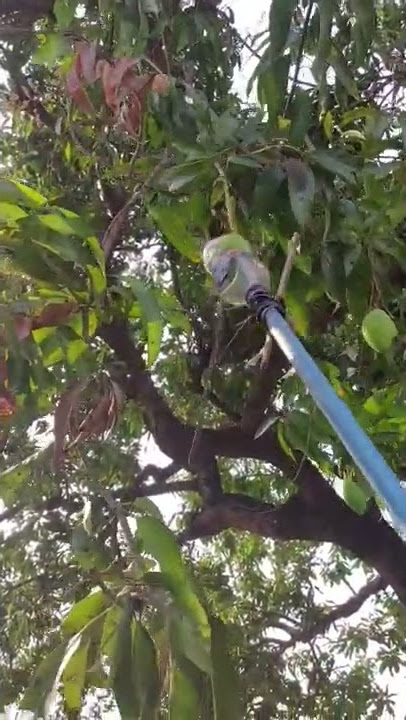How to easily pluck mango from tree #fruitpicker #diygarden #gardentips #shorts