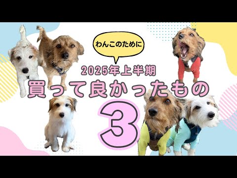 わんことの暮らしに便利!2025年上半期買って良かったもの3選|早食い防止・ブラッシング