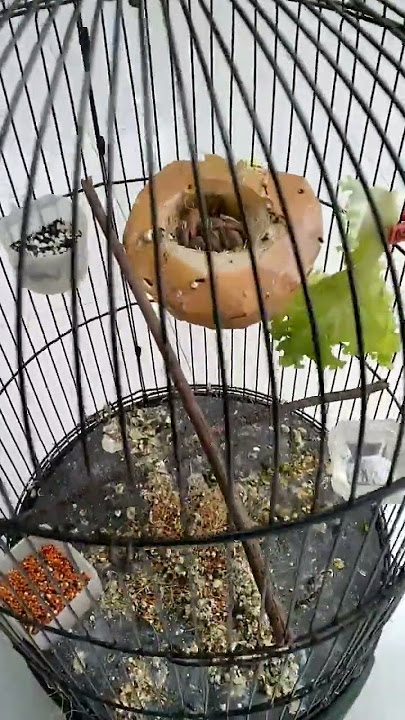 Ternak Red Siskin
