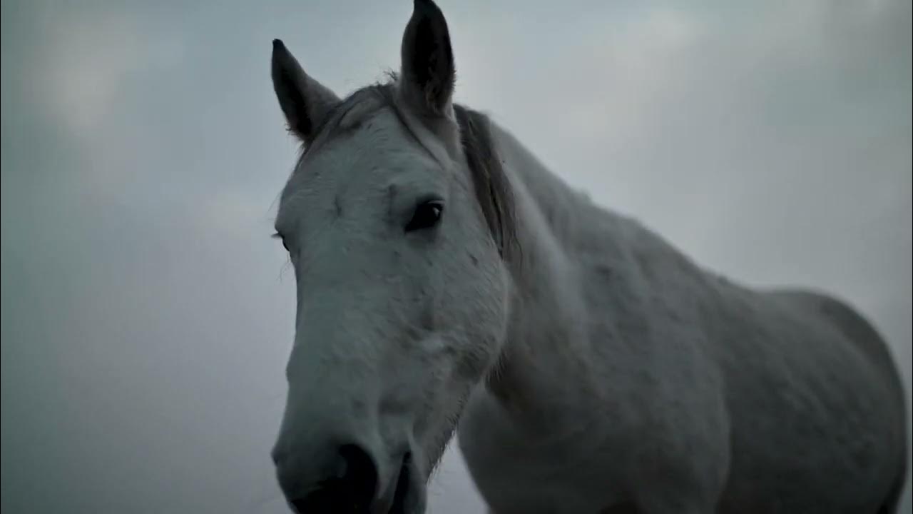 Музыка horses. Horse песня.