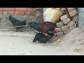 Rooster mating video 244