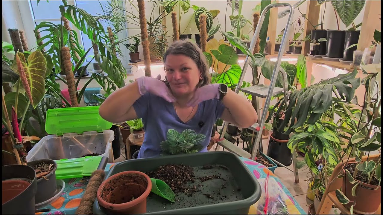 PRZESADZANIE NA EKRANIE 💐💙💜ZAPRASZAM 🪴🪴🪴