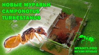 Муравьи Кампонотус туркестанус (Camponotus turkestanus)