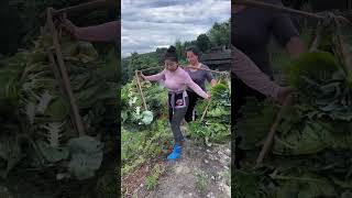 🌾 "Simple village farming life, endless hard work. ❤️"#Shorts #VillageLife #FarmingLife #RuralLife