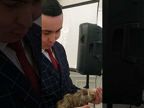 001 🤹♂#Shorts🦝#Енот 🤹♀#Фокусник на свадьбе 🤹♀ (21.01.2024)🤹♂#темиртау