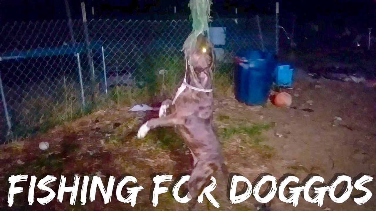 pets and animals for sale Dogs Jumping to Grab Rope