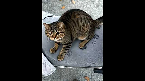 Video 11803321: cat funnycats animals cutecat, cats funnycats cutecat baby, funnycats cute cats animals, happy cat cutecat, cat cutecat funny animal, cat funnycat gaming, cat fun game