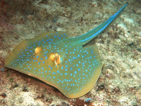 Facts: The Bluespotted Ribbontail Ray (Bluespotted Stingray)