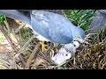 Mother Shikra Bring a Big Bug for Her Chicks (10) – Baby Birds Eating Insect & Lizard E141