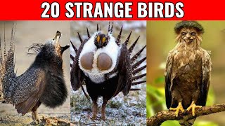 20 STRANGE BIRDS YOU WON'T BELIEVE EXIST!