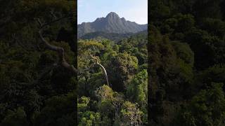 Dense Jungle Of Langkawi Island In Malaysia