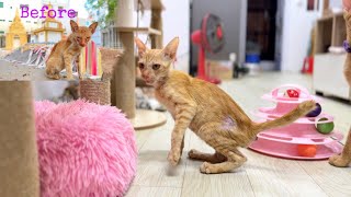 A Rescue Kitten (Sparkle) Not SKINNY-like Before ! He is much Bigger Now… by FTC Meow 1,249 views 4 days ago 13 minutes, 7 seconds