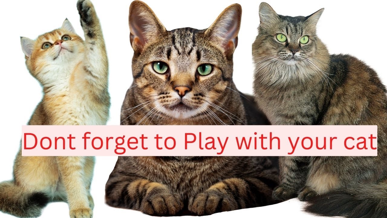 Funny Cats and Cute Kittens Playing Compilation for laugh