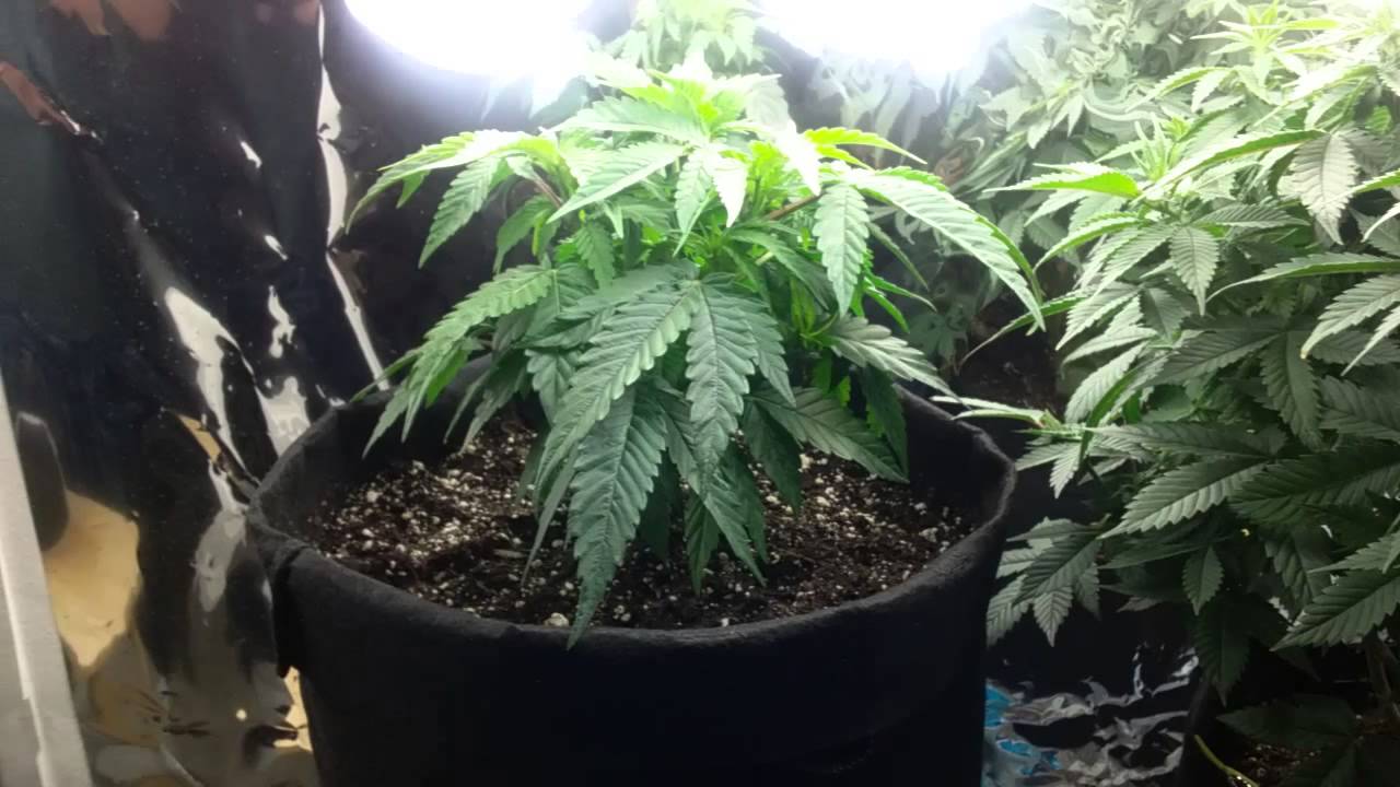 Peppermint Kush & GSC, the morning after a good watering