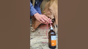 jugular vein intravenous canulation in a cow by Mathur Mondal#iv saline setting