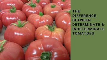 Determinate vs Indeterminate tomatoes in a Hydroponic Greenhouse System