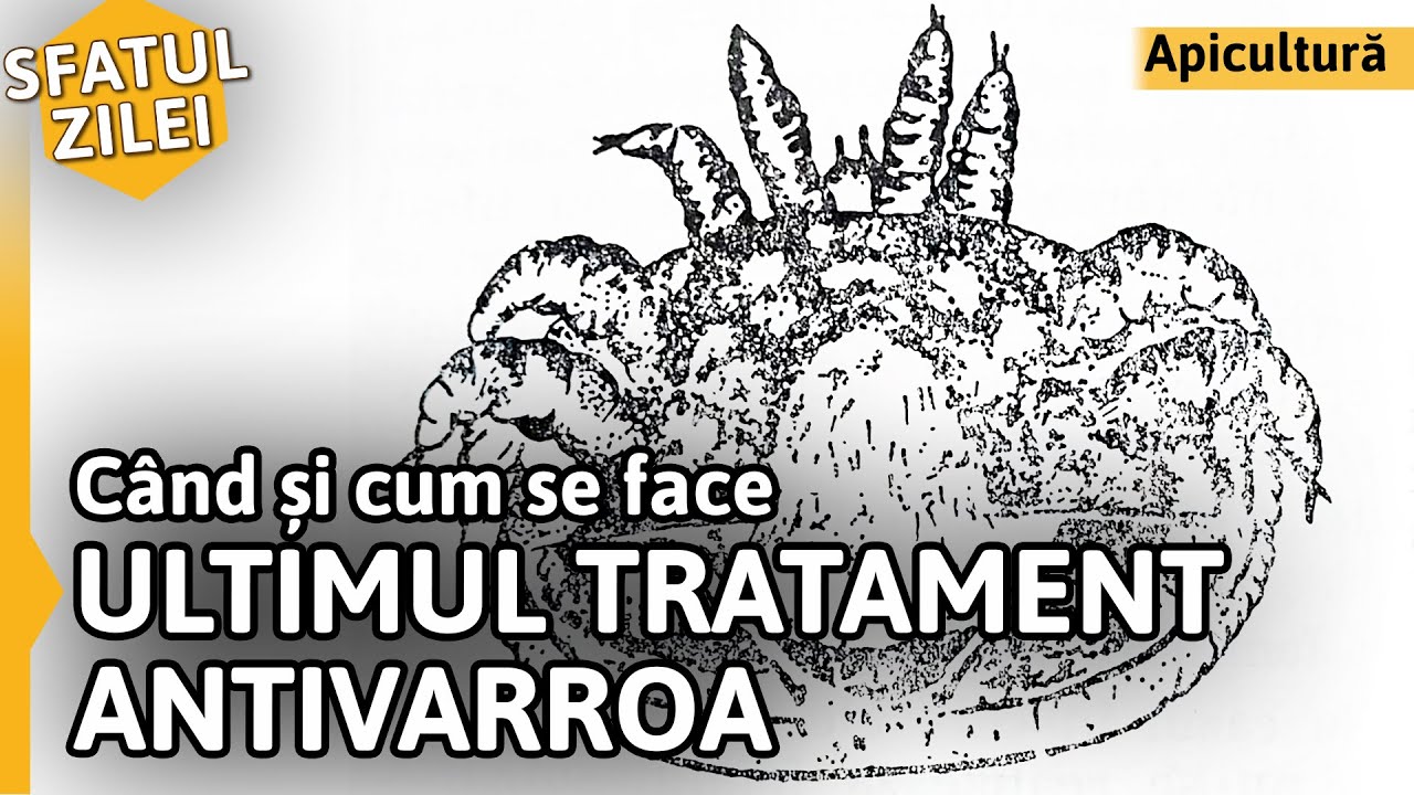 Când și cum se face ULTIMUL TRATAMENT ANTIVARROA [Sfatul zilei]