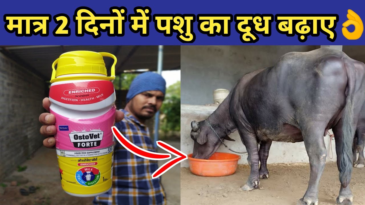 गाय/भैंस का दूध बढ़ाने वाला No.1👌टॉनिकDoodh bdhane ka tarikaHow to