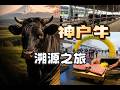 神户牛溯源之旅:从牛肉节,到肥育牧场,再吃到铁板烧