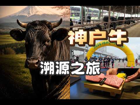 A Journey to Trace Kobe Beef: From Beef Festival to Fattening Farm, Ending with Teppanyaki