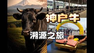 神户牛溯源之旅：从牛肉节，到肥育牧场，再吃到铁板烧