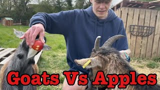 Will My Goat Eat A Whole Apple