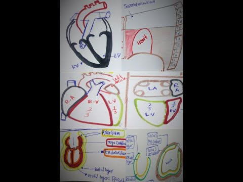 CVS| Anatomy of the heart
