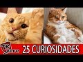 25 Datos  que No SABIAS de los Gatos 🙀