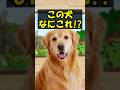 犬と遊ぶホラーゲームが怖すぎる！！ #shorts #ゲーム #ゲーム実況 #minecraft