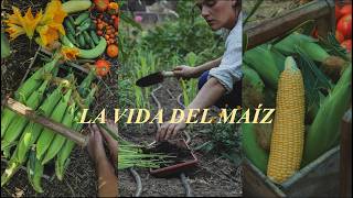 : De la semilla a la mesa: la vida completa del ma'iz dulce 