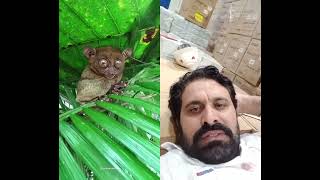 کبھی آپ نے جنگل کا شطیان دیکھا ہے #wildlife #vikramc #predatorfacts #scaryanimals #deadlypredator