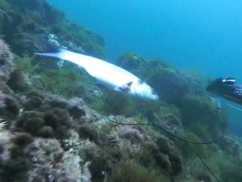 pesca apnea maggio cefalo all'agguato