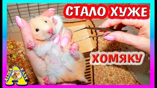 ПОДАРОК ДЛЯ ХОМКИ ФАНТЫ / ХОМЯКУ СТАЛО ХУЖЕ / УБОРКА В КЛЕТКЕ ХОМЯКА / Alisa Easy Pets