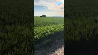 Naturopathy - cycling in the beautiful Aachen forest #nature #aachen #cycling