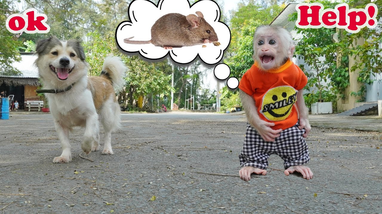 Lucky asked Susu to help her catch the obnoxious mouse