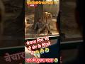 बेचारा गिरा भी तो शेर के पिंजरे में 😭😭😭 #funny shorts