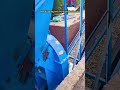 Wood debarking and slicing production line! #mdf #wood #woodworking #pb #manufacturing #machine