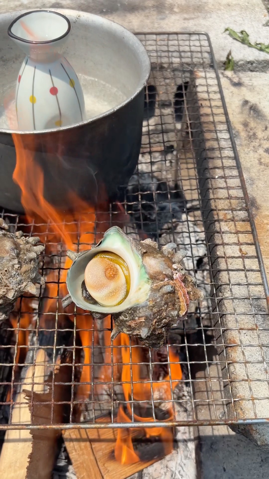 サザエの壺焼きを日本酒に入れて呑んでみた #サザエ #サザエの壺焼き