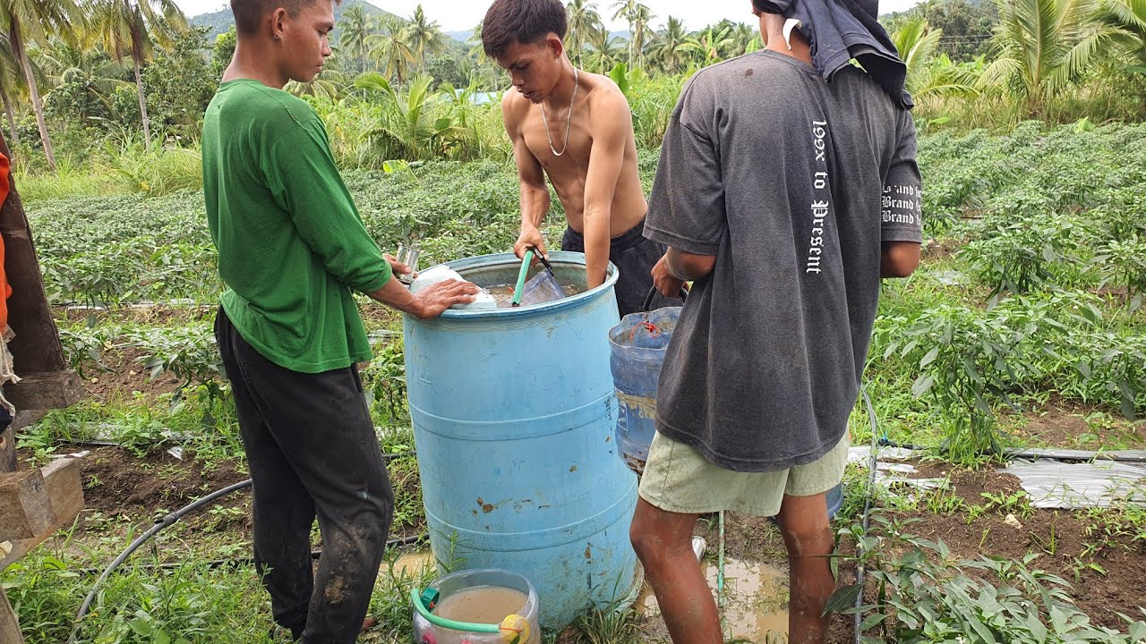 TAMANG ABONO AT PAG AABONO NG SILI || BEGINNERS GUIDE