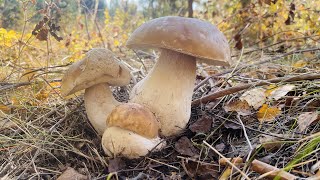 Грибной сезон 2021! Такое чудо природы вижу впервые! Белые грибы в октябре!!!