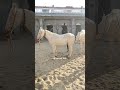 Majestic Mare Meets Powerful Stallion Breeding Moments Shorts Shortsviral 