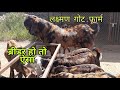 Short visit at laxman goat farm peeh nagour | rajasthani bakra farm | pkraj vlogs