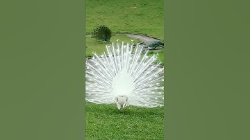 Peacock Video|Peacock|White Peacock Showing Feathers|Beautiful Look|#shorts #peacock #savebirds