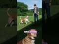 Why Do Dogs Bark? 🐶 Discover Their Hidden Talents & Communication Secrets! #DogFacts #AnimalSide