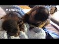 Capuchin Monkey and Baby Capuchin (Long Version)