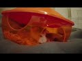 furry the hamster