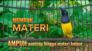 SOGON NEMBAK MATERI PALING AMPUH UNTUK RANGSANGAN SOGON LAIN AGAR KELUAR MATERI #sogon #sogonmateri