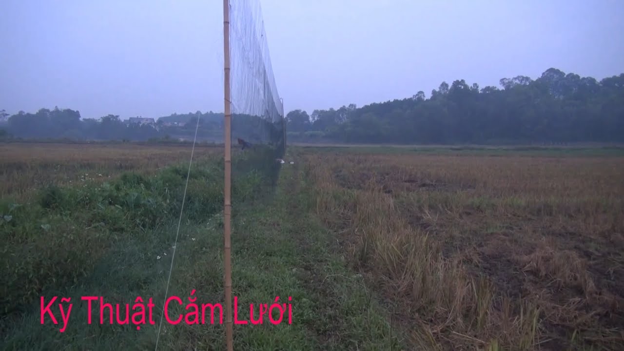Kỹ thuật Cắm lưới Đánh CHIM ĐÊM/ Anh em mới chơi tham khảo