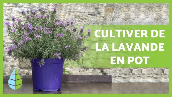 Planter la lavande en pot - Gamm vert